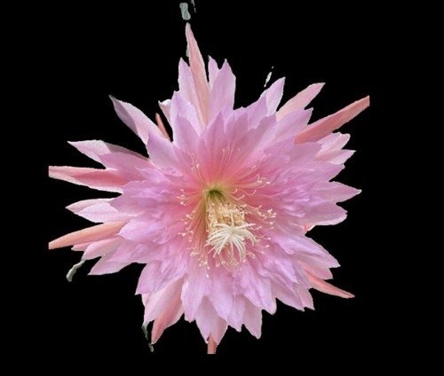 Epiphyllum large pink - “,