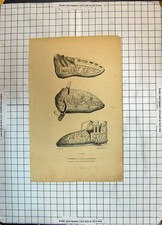 Original Old Antique Print