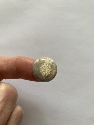 Fossil coral cabachon - fossil,