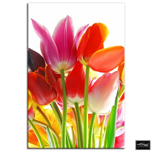 Tulips flowers floral box - flowers,