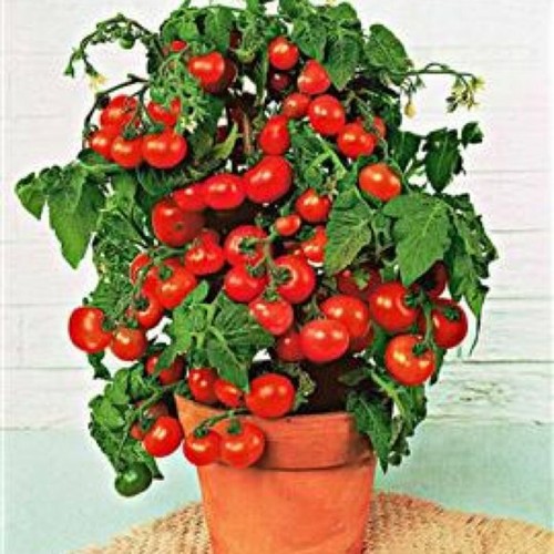 Red tomato minibel seeds - tomato,