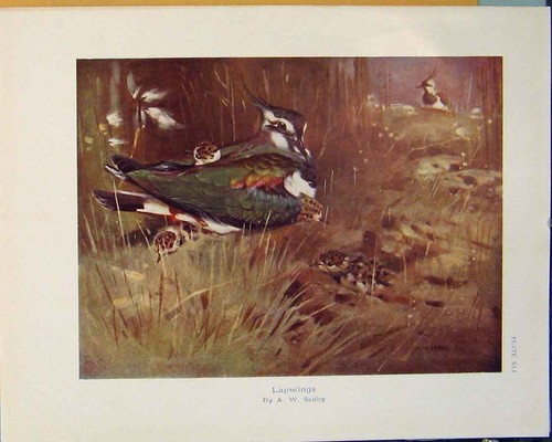 Original old antique - antique, print