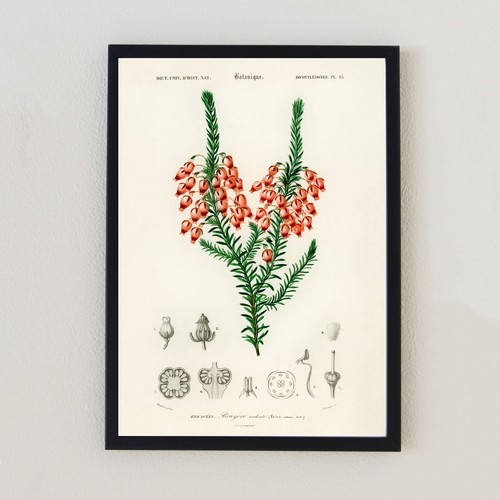 Antique botanical flower - antique,