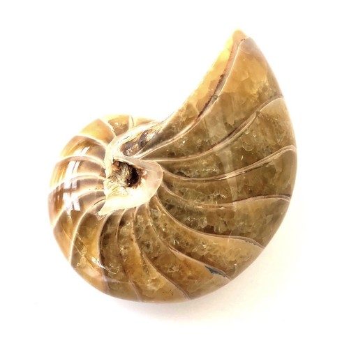 Quality fully calcified - quality, fossil