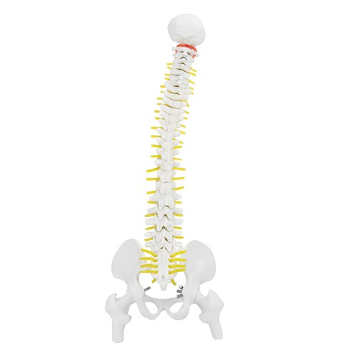 38cm removable flexible human - removable,