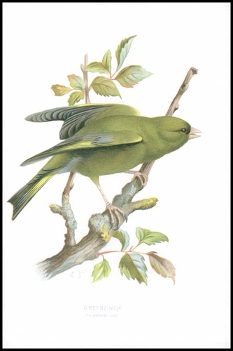 1893 antique colour print bird - 1893,