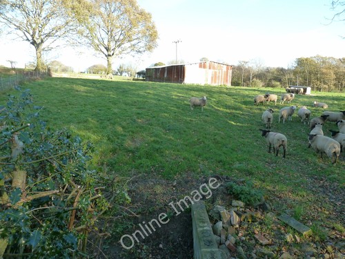 Photo 6x4 sheep steel - by,