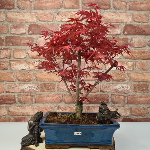 Japanese maple bonsai - japanese,