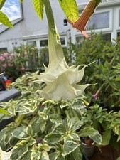 Angels Trumpet. Brugmansia