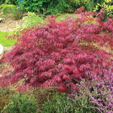 15 JAPANESE LACELEAF MAPLE