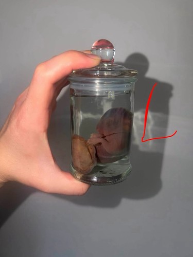 Large preserved fetal rabbit - large,