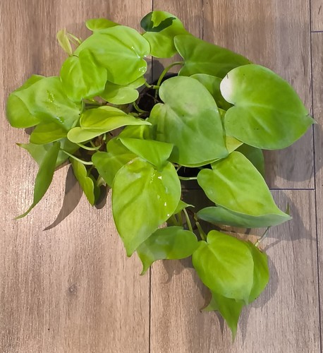 Philodendron lemon lime - philodendron,