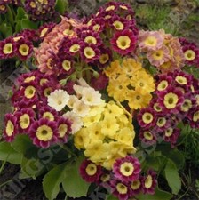 Primula Auricula Alpine Mix, Hardy Perennial, Very Pretty for Pots+Beds 50 Seeds