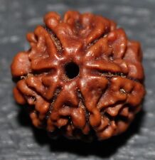 NEPALESE SIX 6  MUKHI FACET RUDRAKSHA RUDRAKSH HINDU POOJA PRAYER  YOGA