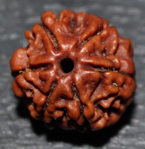Nepalese six mukhi - 6,