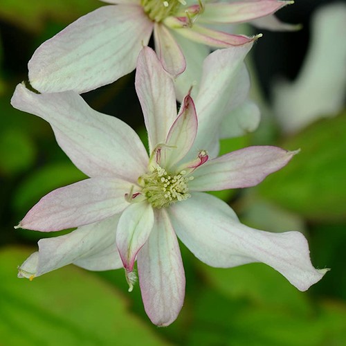 Clematis marjorie double pink - marjorie,