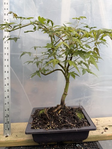 Ryusen seedling japanese - ryusen,