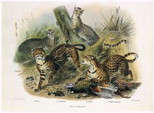 Ocelot Animal Print Picture Vintage 1991 Joseph Wolf 14" x 10" NHBC#51