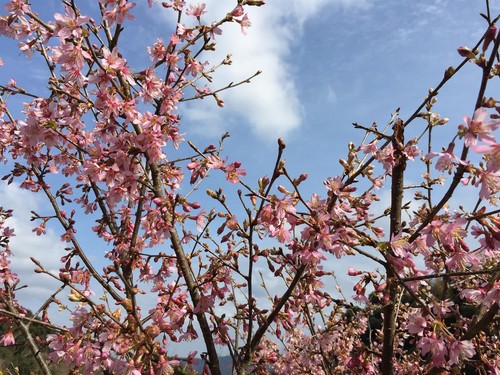 Prunus okame cherry blossom - prunus,