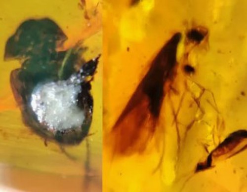 Amber copal with - amber, beetle