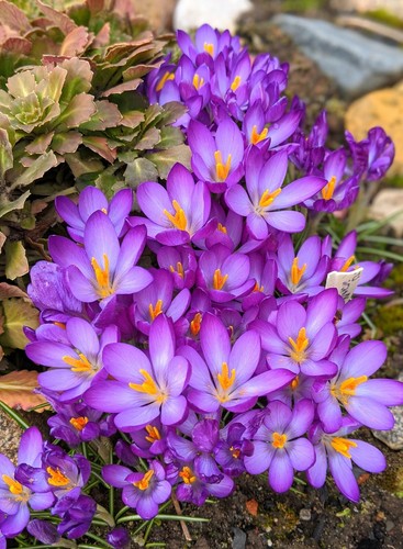 10x crocus tommasinianus - crocus,