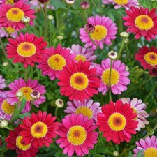 Argyranthemum red plug plants