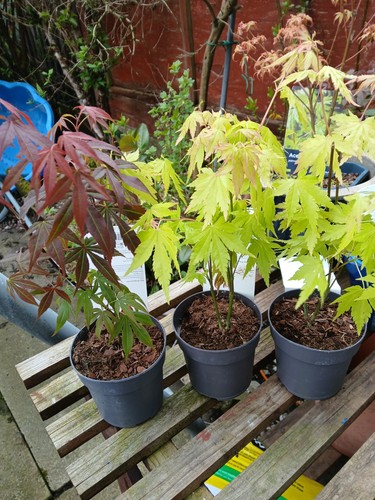 Acer palmatum mix japanese - x,