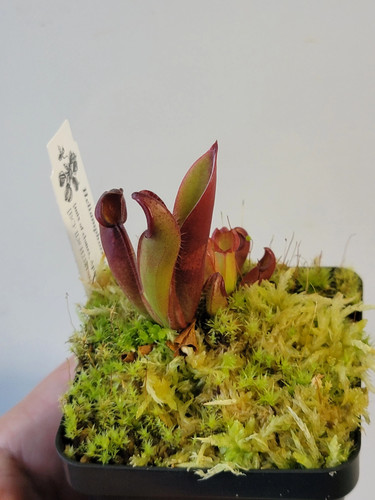 Heliamphora chimantensis bcp - chimantensis,