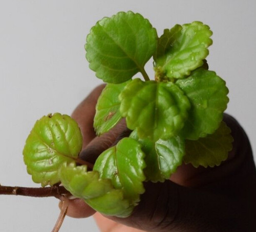 Swedish ivy plectranthus - swedish, (plectranthus
