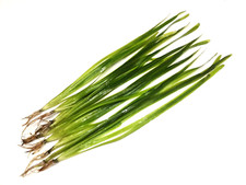 10x Vallisneria Spiralis "Straight " Vallis Live Aquarium Aquatic Plants