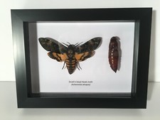 Death's-Head Hawk-moth and