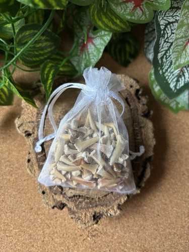 50g fossil shark - fossil, teeth