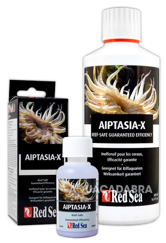 Red sea aiptasia elimination - sea,