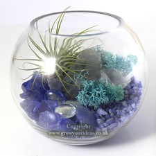 Air plant Kit with glass