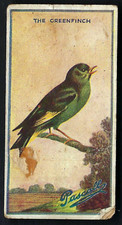 Pascall british birds - pascall,