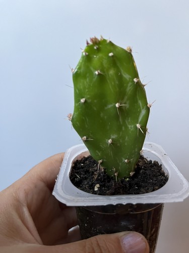 Opuntia monacantha dropping - opuntia,