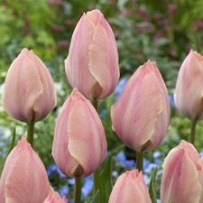 1 10 20 50 100 Salmon Van Eijk