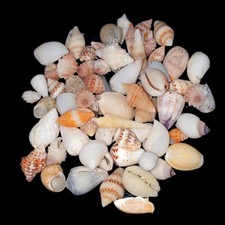 Assorted mixed craft small sea shells 10-20mm | 50g 