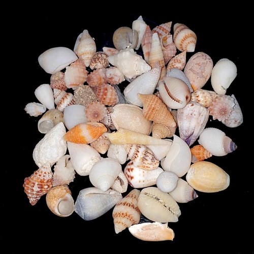 Assorted mixed craft small - , sea
