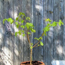 Hazel Tree 60 cm - Bare Roots