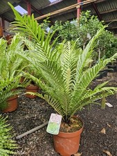 Blechnum Gibbum Silver Lady