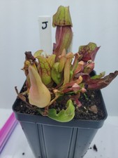 Sarracenia Purpurea ssp Venosa