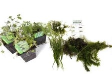 Lincolnshire Pond Plants