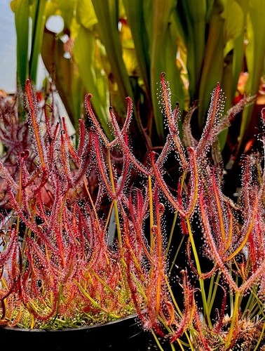 Drosera binata fork leaf - binata,
