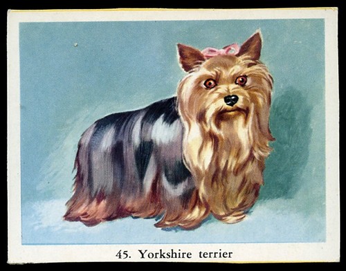 Yorkshire terrier yorkie - yorkshire, toy