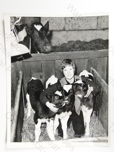 Student pam black friesian cow - black,