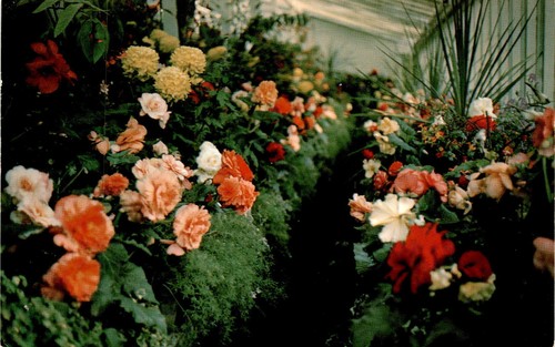 Butchart gardens the begonia - butchart, gardens,