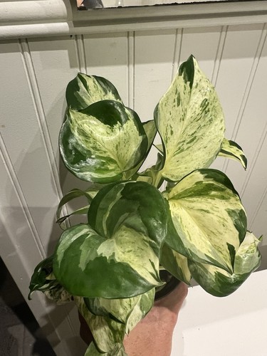 Manjula pothos variegated - manjula,