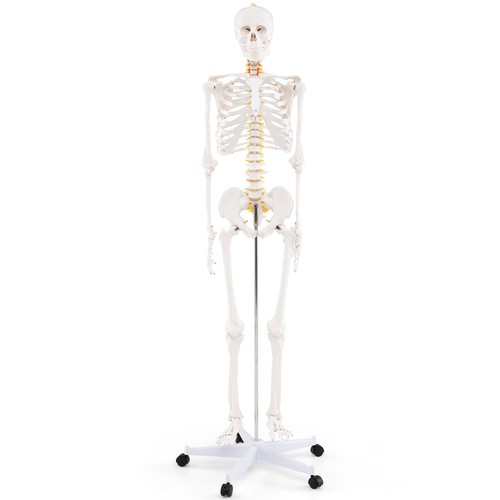 Anatomical skeleton with - anatomical,