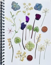 Dried Pressed Flowers Cyclamen